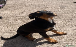 Dobermann dogs for sale: Rottweiler cross Doberman puppies  - Image 4