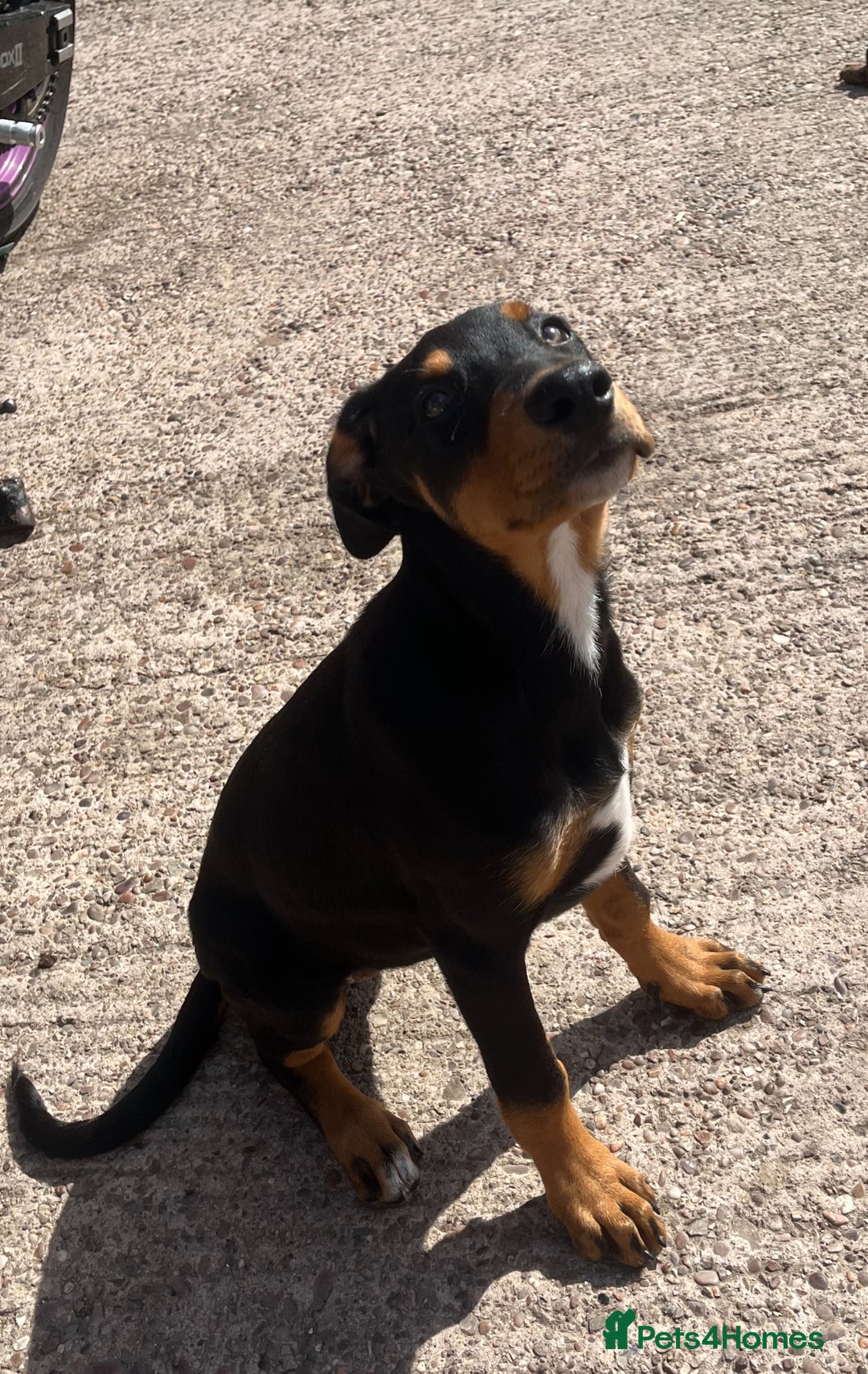 Dobermann dogs for sale: Rottweiler cross Doberman puppies  - Image 4