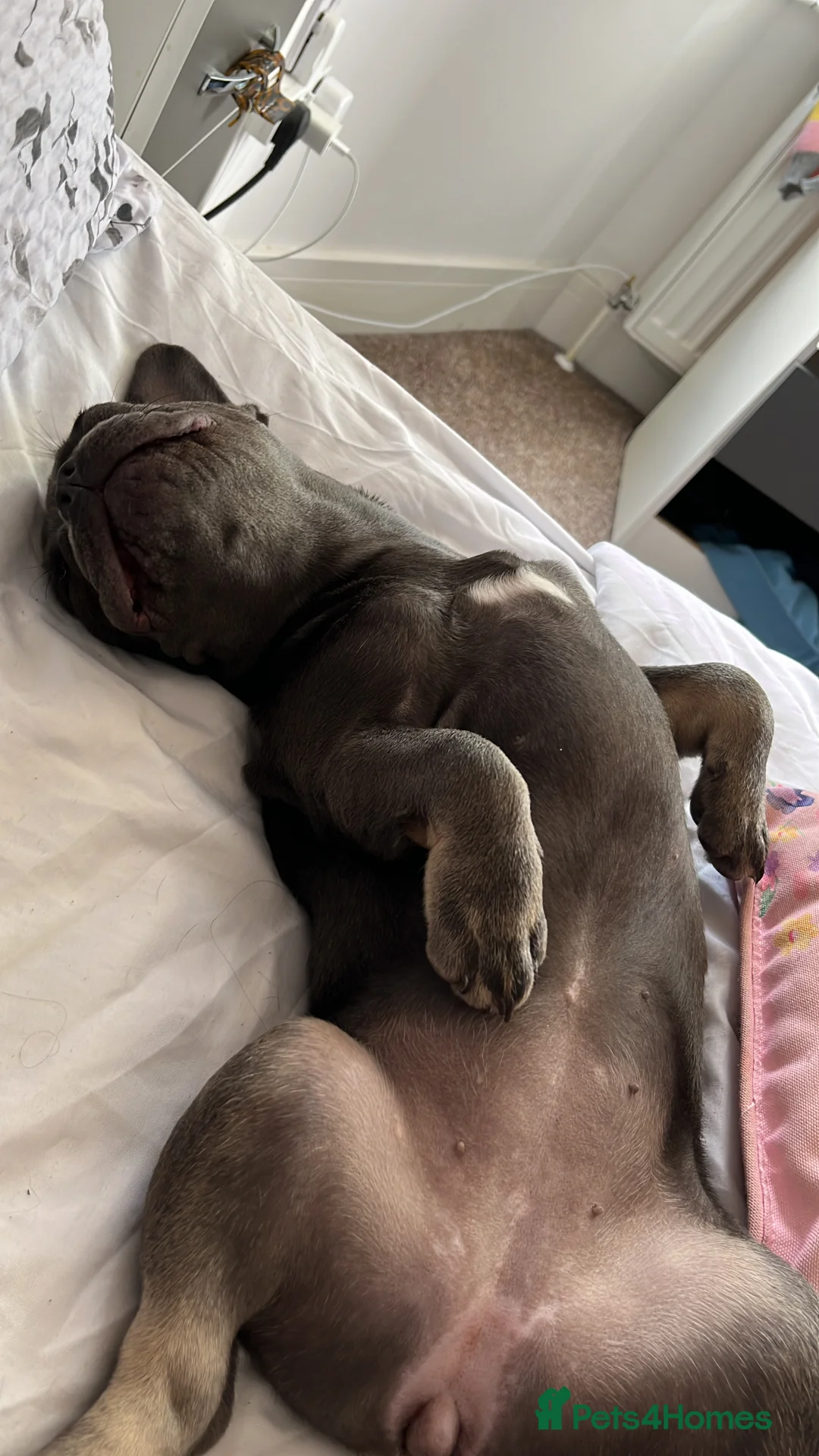 French Bulldog dogs for sale: French bull dog  - Advert 5