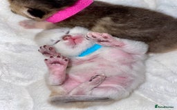 British Shorthair cats for sale: Chunky British shorthair  - Advert 13