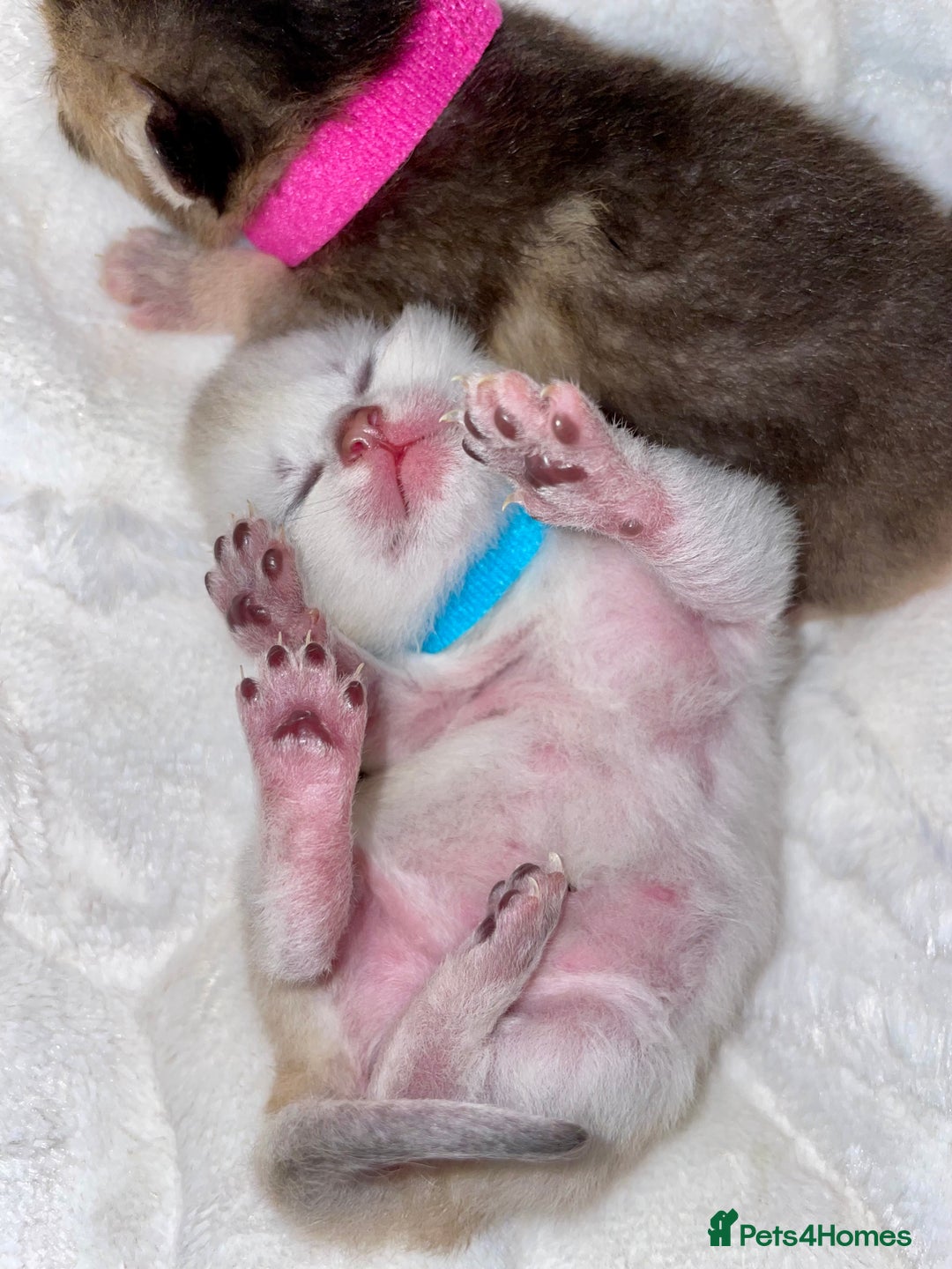 British Shorthair cats for sale: Chunky British shorthair  - Advert 13