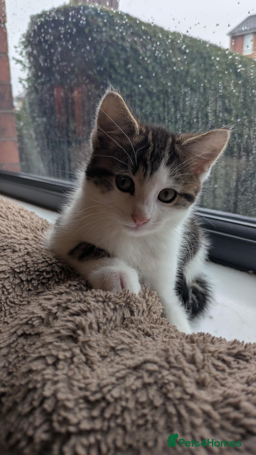 Mixed Breed cats Kitten for Re-homing - Advert 8