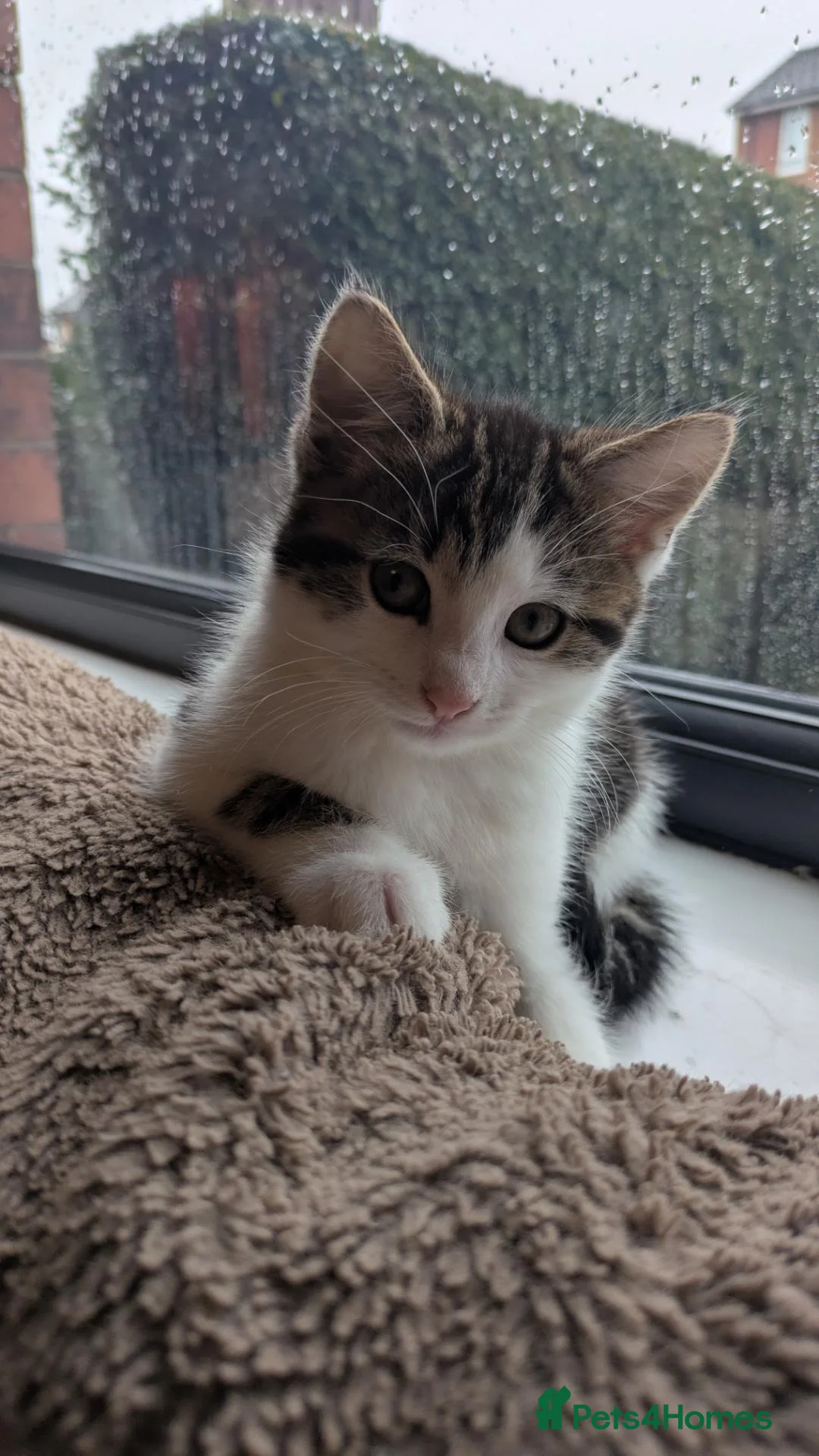Mixed Breed cats for sale: Kitten for Re-homing - Advert 1
