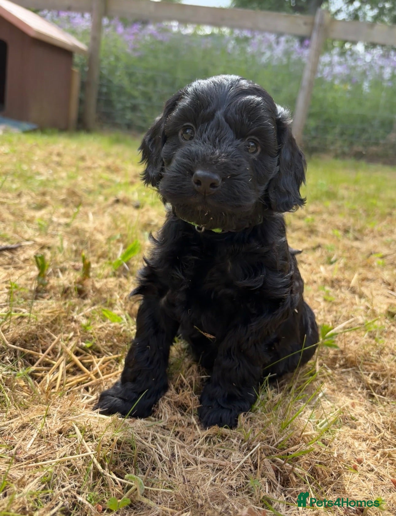 Cockapoo dogs F1 Cockapoo Pups! - Advert 7