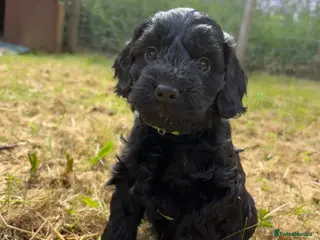 Cockapoo dogs F1 Cockapoo Pups! - Advert 7