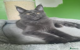 Maine Coon cats for sale: Solid Blue Poly boy 5 Pedigree TICA Maine coon - Image 7