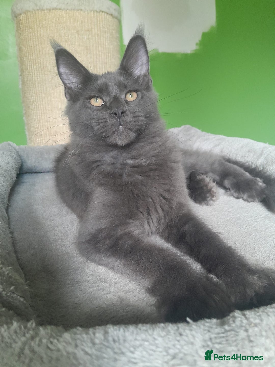 Maine Coon cats for sale: Solid Blue Poly boy 5 Pedigree TICA Maine coon - Image 7