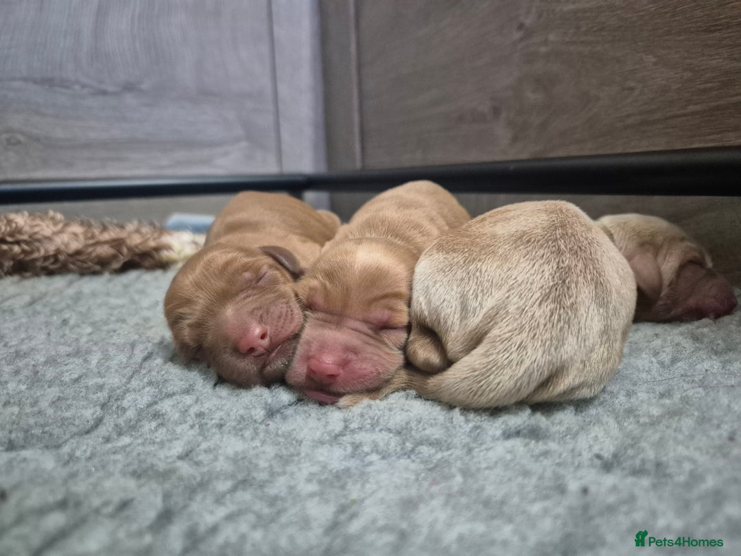 Australian Labradoodle dogs for sale: 1 boy and 1 girl left - Advert 15