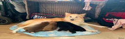 Mixed Breed dogs for sale: Collie mix  in Gloucester - Advert 3
