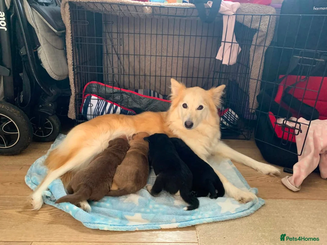 Mixed Breed dogs for sale: Collie mix  in Gloucester - Advert 3