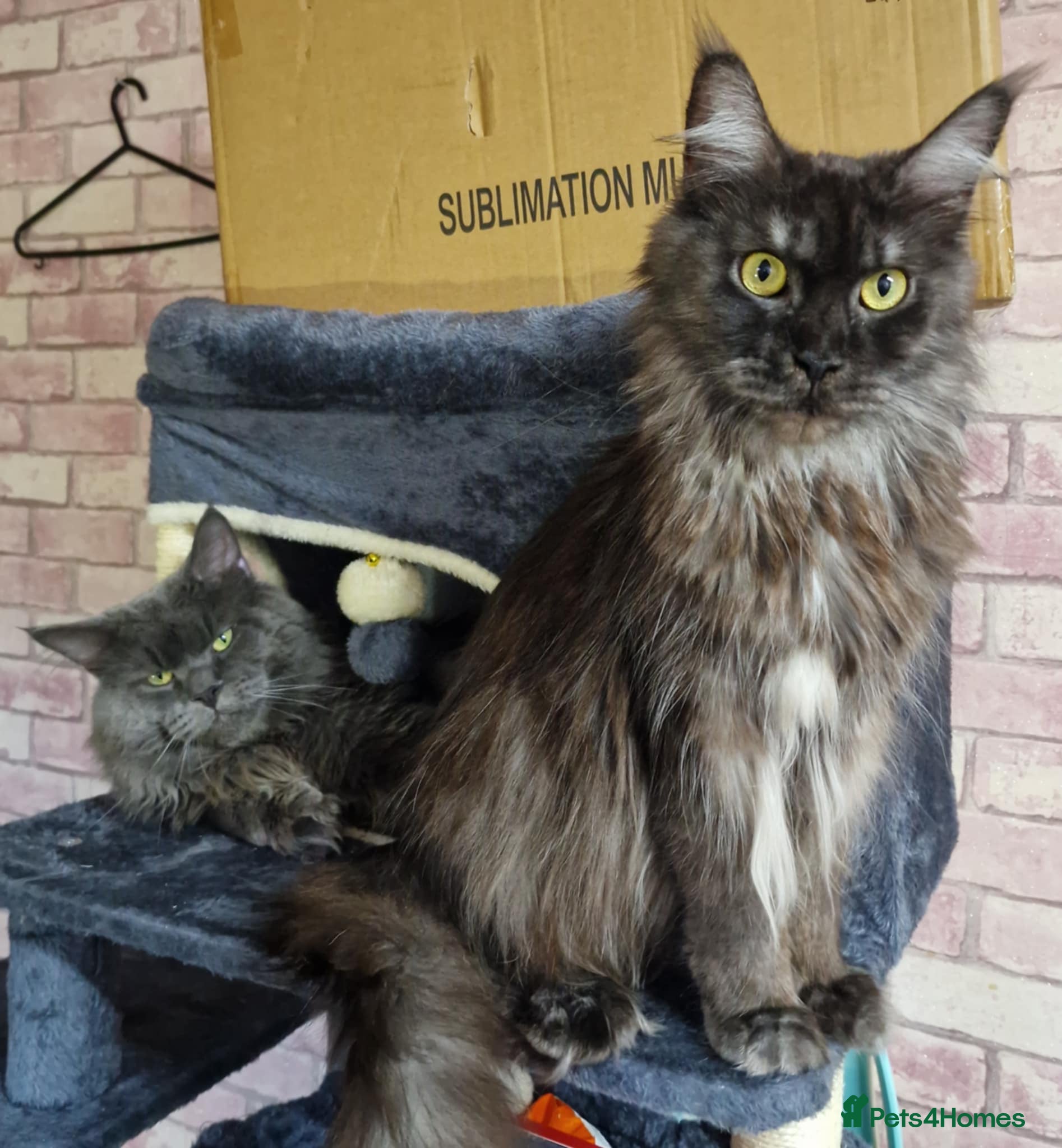 Maine Coon cats Maincoon kittens  - Advert 5