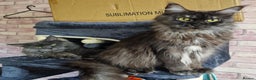 Maine Coon cats for sale: Maincoon kittens  - Advert 1