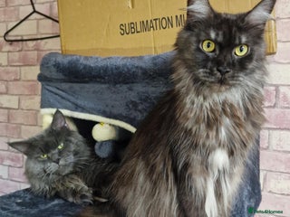 Maine Coon cats Maincoon kittens - Advert 2