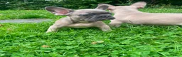 French Bulldog dogs for sale: French bulldog puppies ready now  - Advert 6