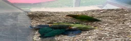 Conures birds for sale: Baby mutation green cheeked conure - Advert 6
