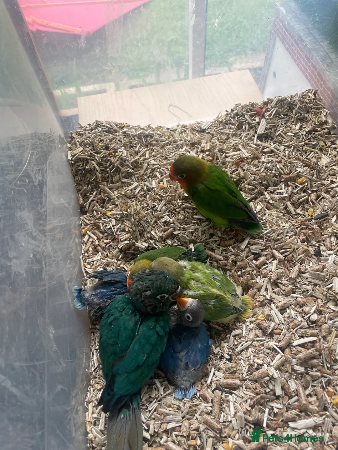 Conures birds for sale: Baby mutation green cheeked conure - Advert 6