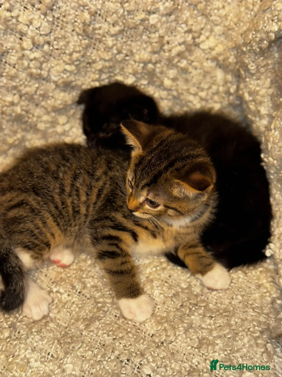 Scottish Fold cats for sale: ✨️5x Scottish Fold/Straight kittens READY TO GO ✨️ - Advert 22