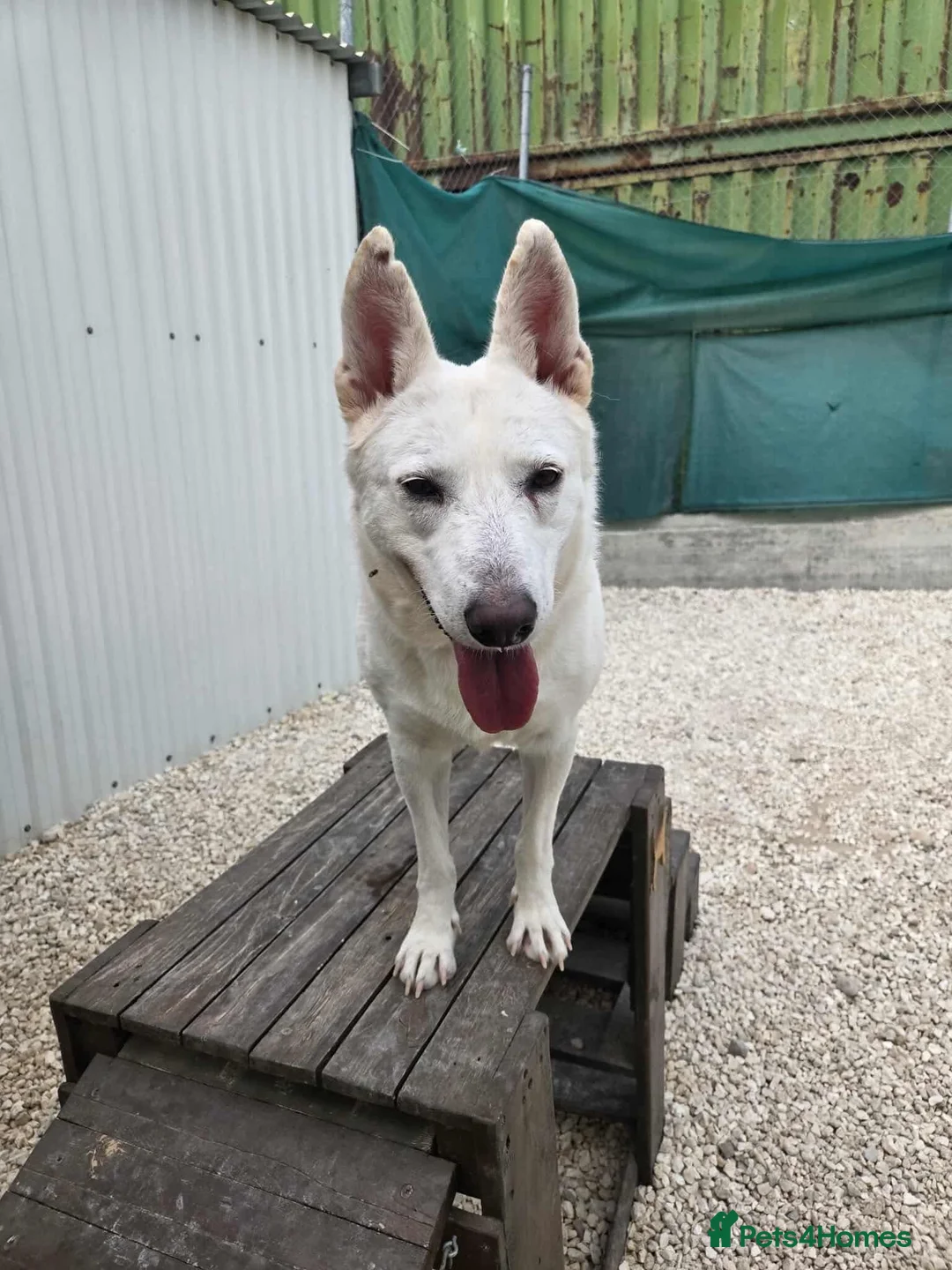 Mixed Breed dogs for adoption: Asha needs a loving home  - Advert 2