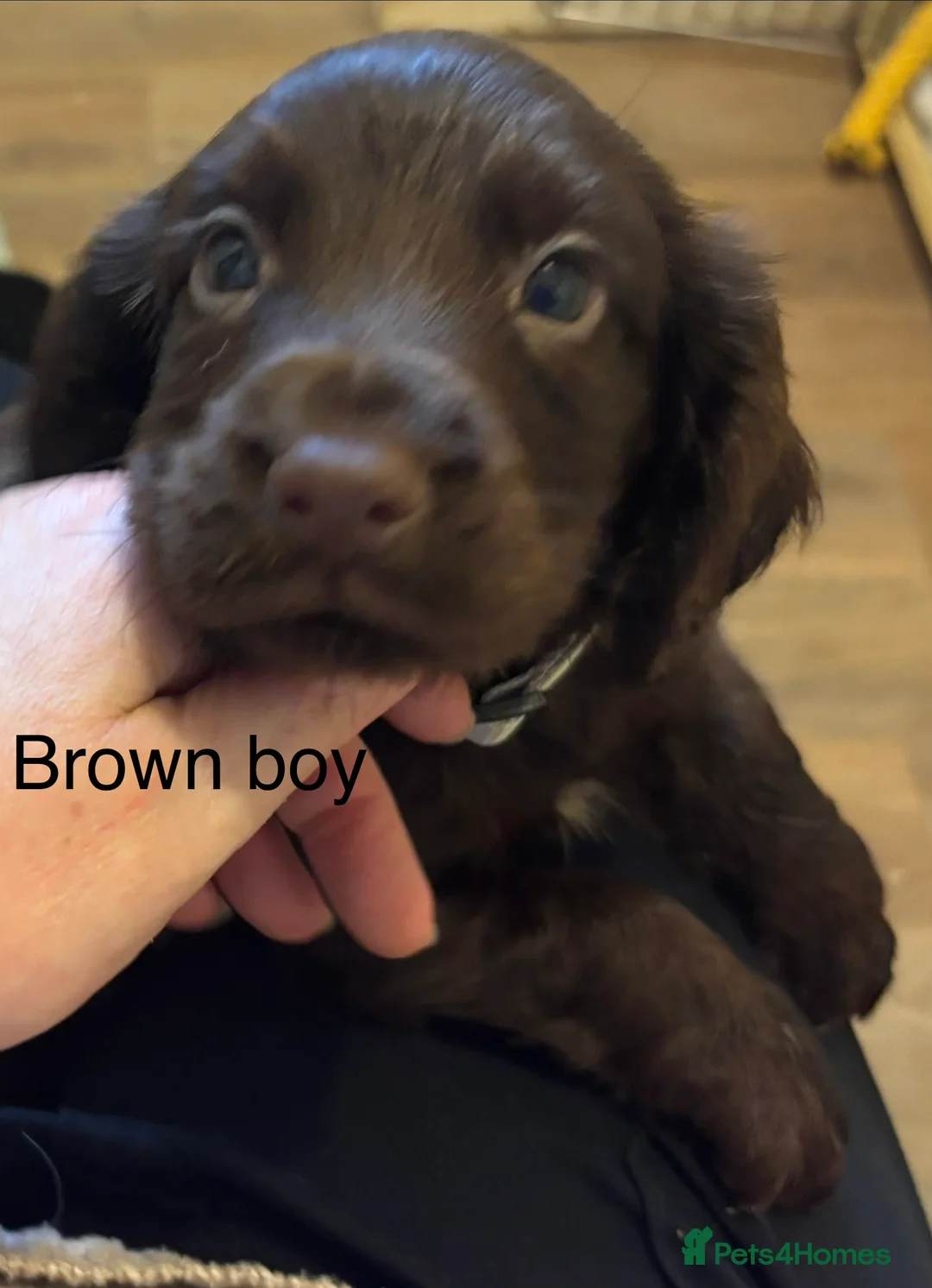 Cocker Spaniel dogs for sale: Cocker Spaniel Puppies  - Advert 17