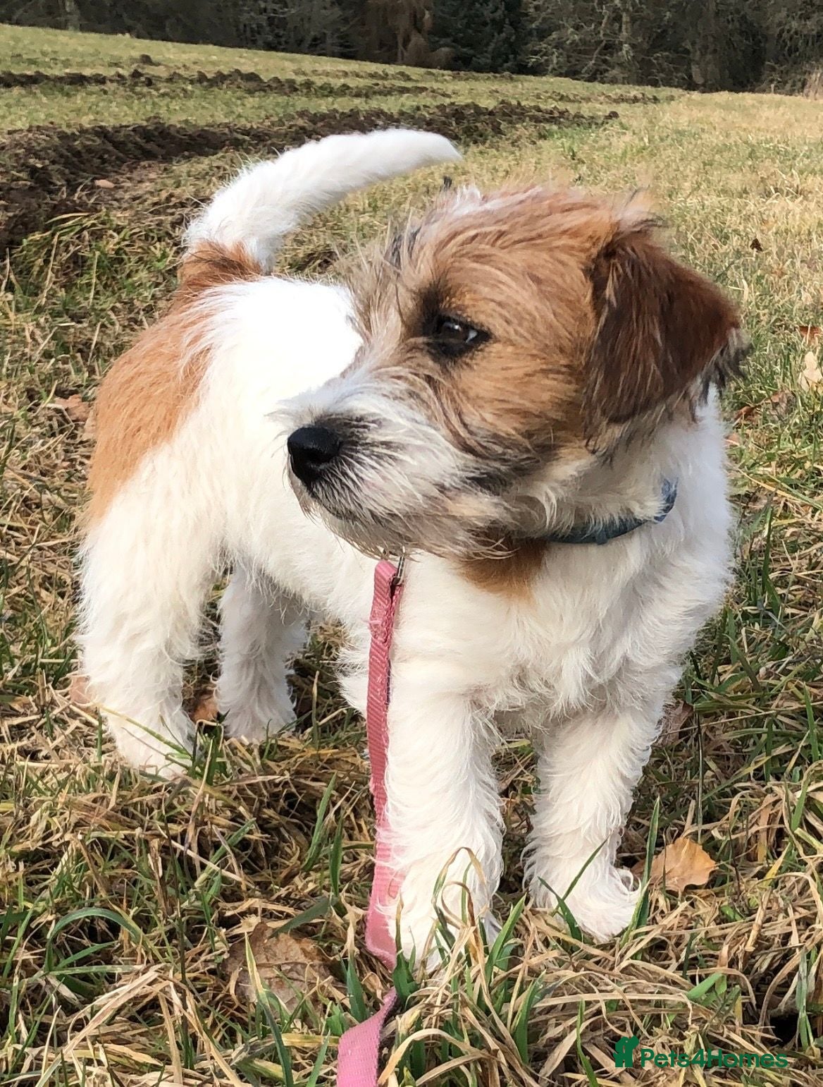Jack Russell dogs Beautiful Jack Russell Terrier Puppies Available - Advert 1