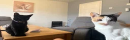 Mixed Breed cats for sale: Cats for sale  - Advert 14