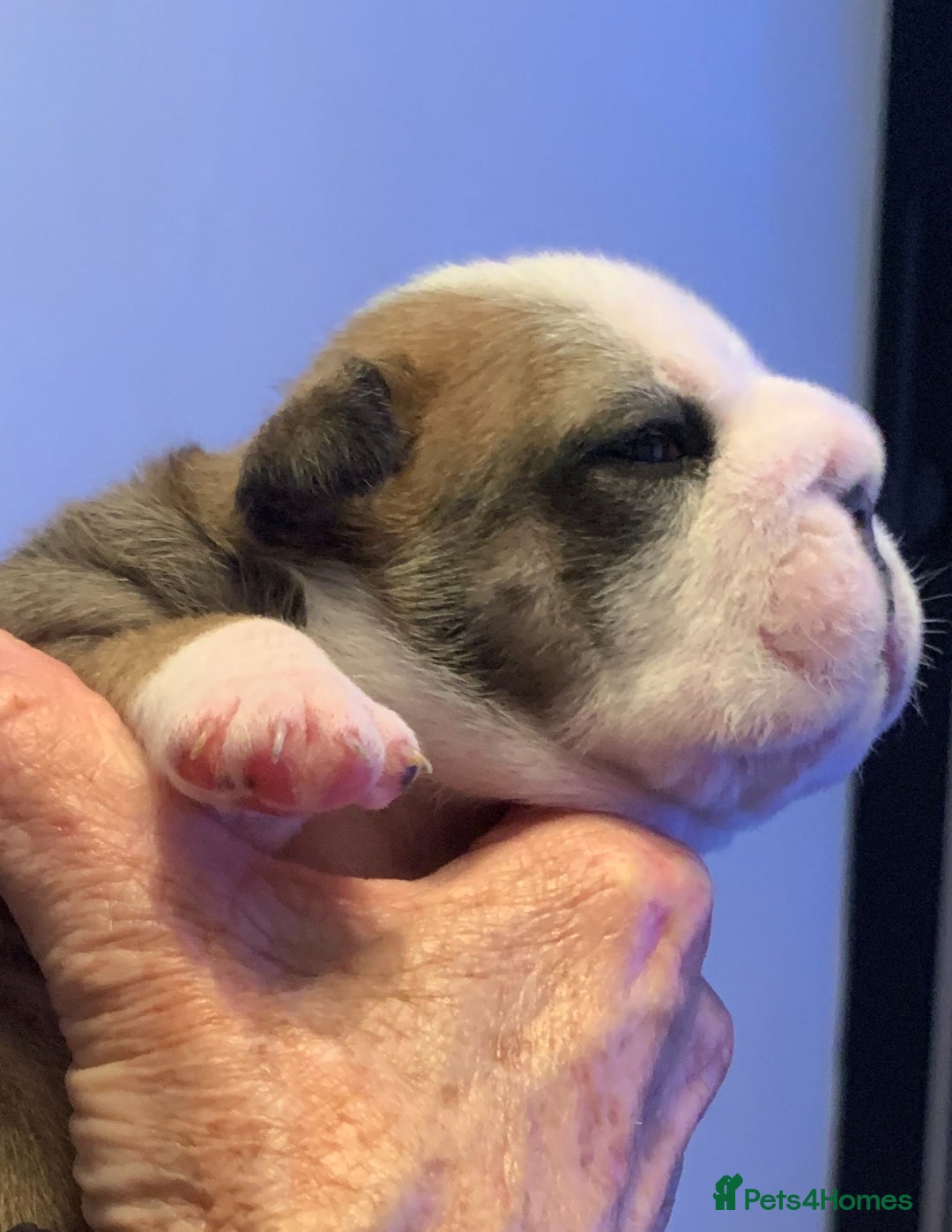 English Bulldog dogs for sale: English bulldog  - Advert 5