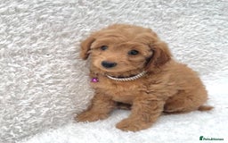 Cockapoo dogs for sale: Stunning cockapoo’s  - Image 5