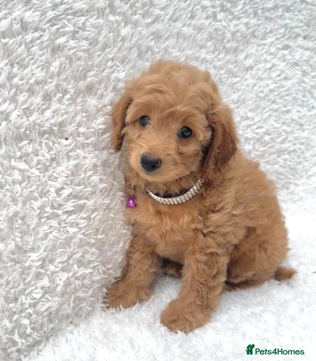 Cockapoo dogs for sale: Stunning cockapoo’s  - Image 5