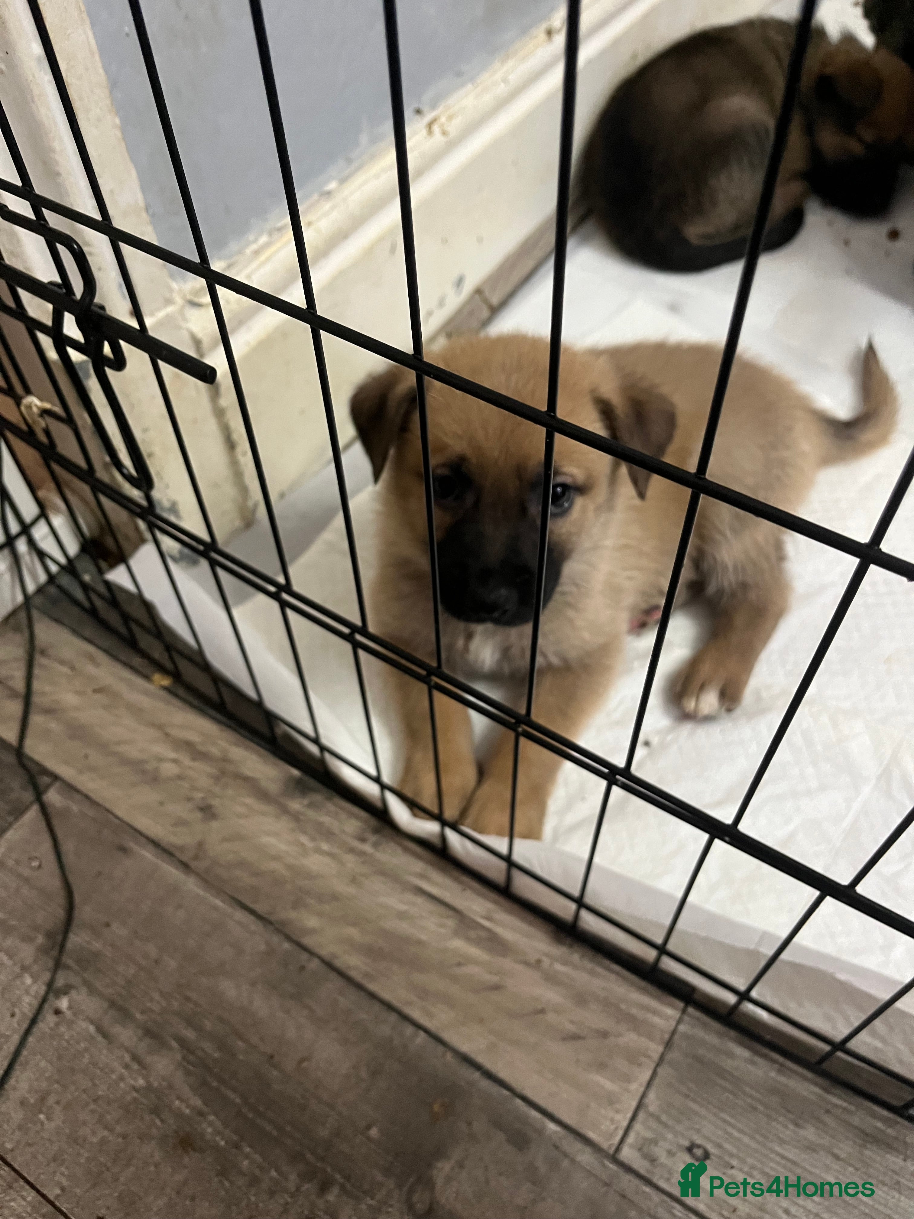 Mixed Breed dogs 4 belgian malinois mix cross German shepherd  - Advert 16