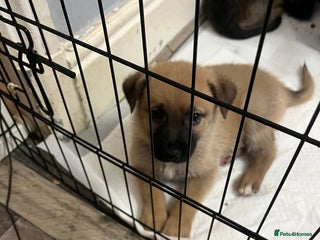 Mixed Breed dogs 4 belgian malinois mix cross German shepherd - Advert 16