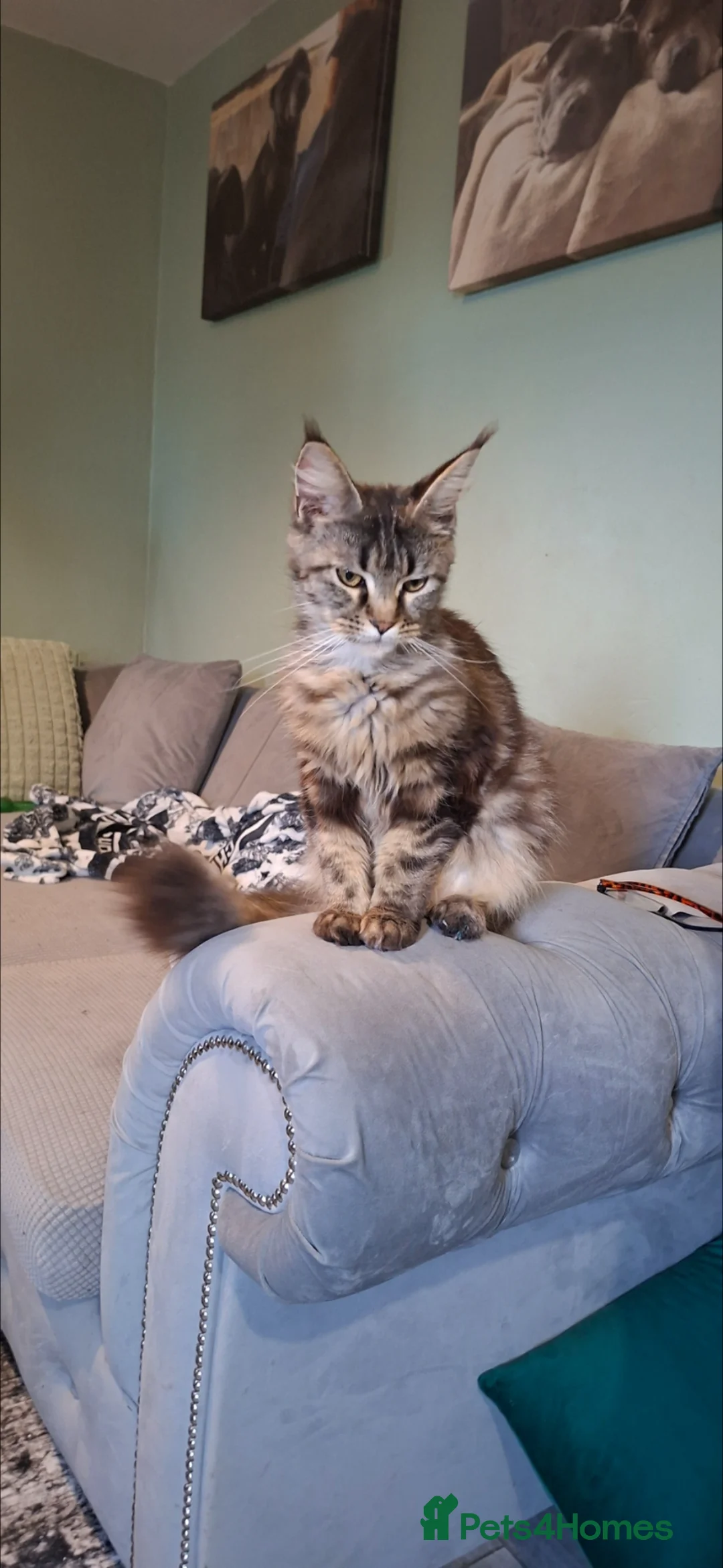 Maine Coon cats for sale: Beautiful female maincoon - Advert 2