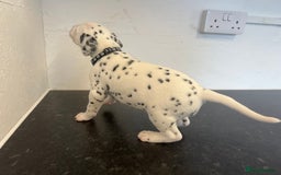 Dalmatian dogs for sale: 🐶 Stunning Dalmatian Puppies Ready 28th August 🐶 - Image 23