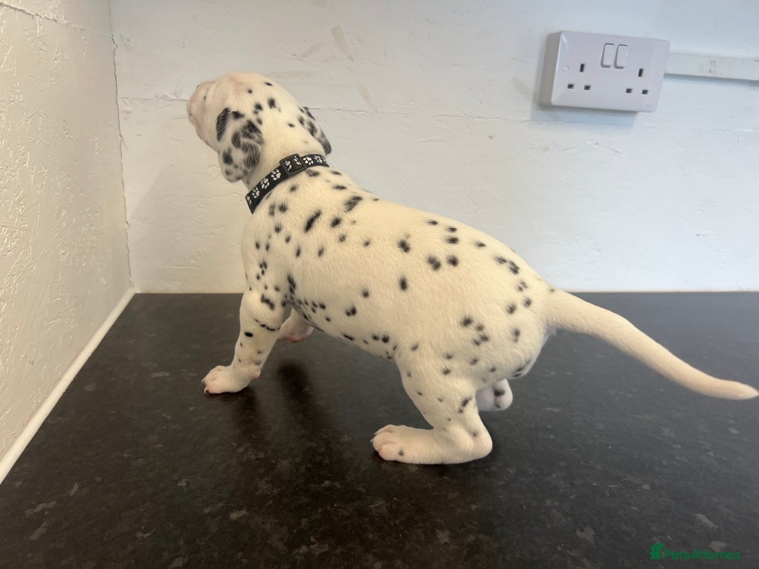 Dalmatian dogs for sale: 🐶 Stunning Dalmatian Puppies Ready 28th August 🐶 - Image 23