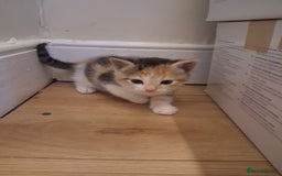 Mixed Breed cats for sale: Beautiful Kittens  - Image 3