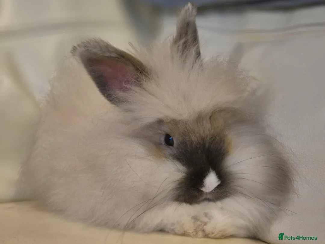 Angora rabbits for sale: Handsome Angora Male - Advert 1