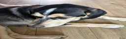 Mixed Breed dogs for sale: Cocker Spaniel x Husky Puppies - Advert 7