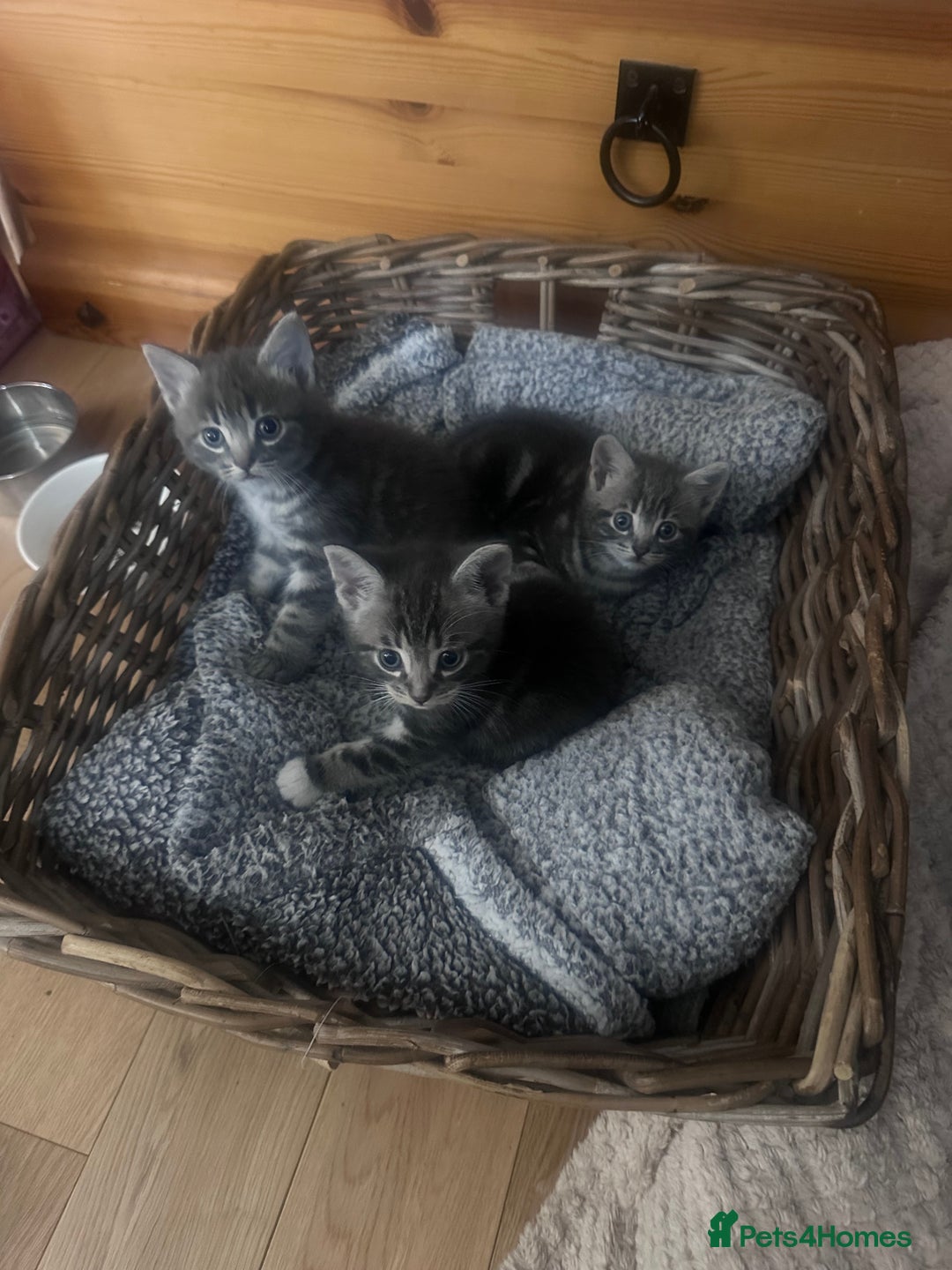 Mixed Breed cats for sale: 3 little grey cuties  - Advert 23