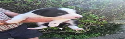 Border Collie dogs for sale: Beautiful Border Collies For Sale - Advert 13