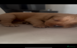Labrador Retriever dogs for sale: Gorgeous Labrador puppies.  - Image 9