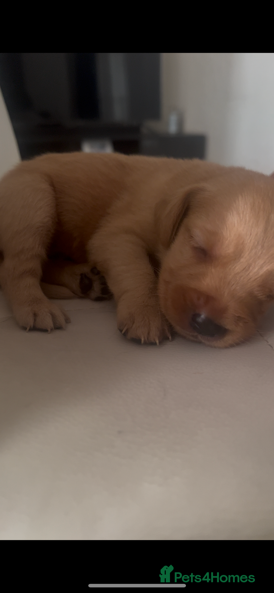 Labrador Retriever dogs for sale: Gorgeous Labrador puppies.  - Image 9