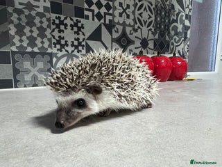 Pygmy Hedgehog rodents African Pygmy hedgehogs hoglets - Advert 5