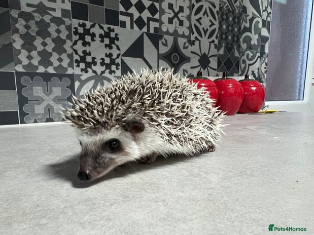 Pygmy Hedgehog rodents African Pygmy hedgehogs hoglets - Advert 2