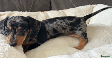 Miniature Dachshund dogs - Advert 16