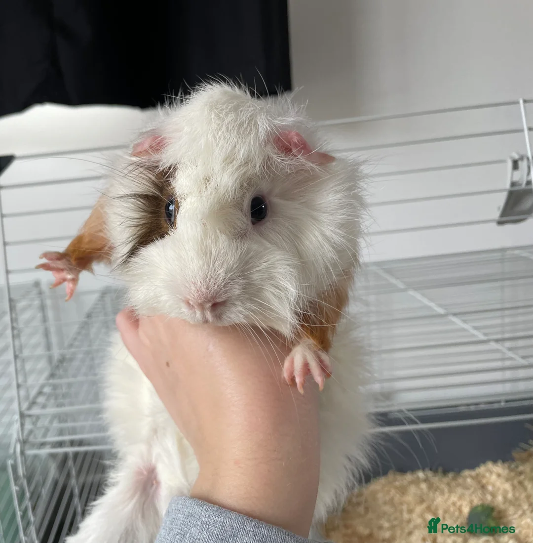 Guinea Pig rodents for sale: Single boar  - Advert 2