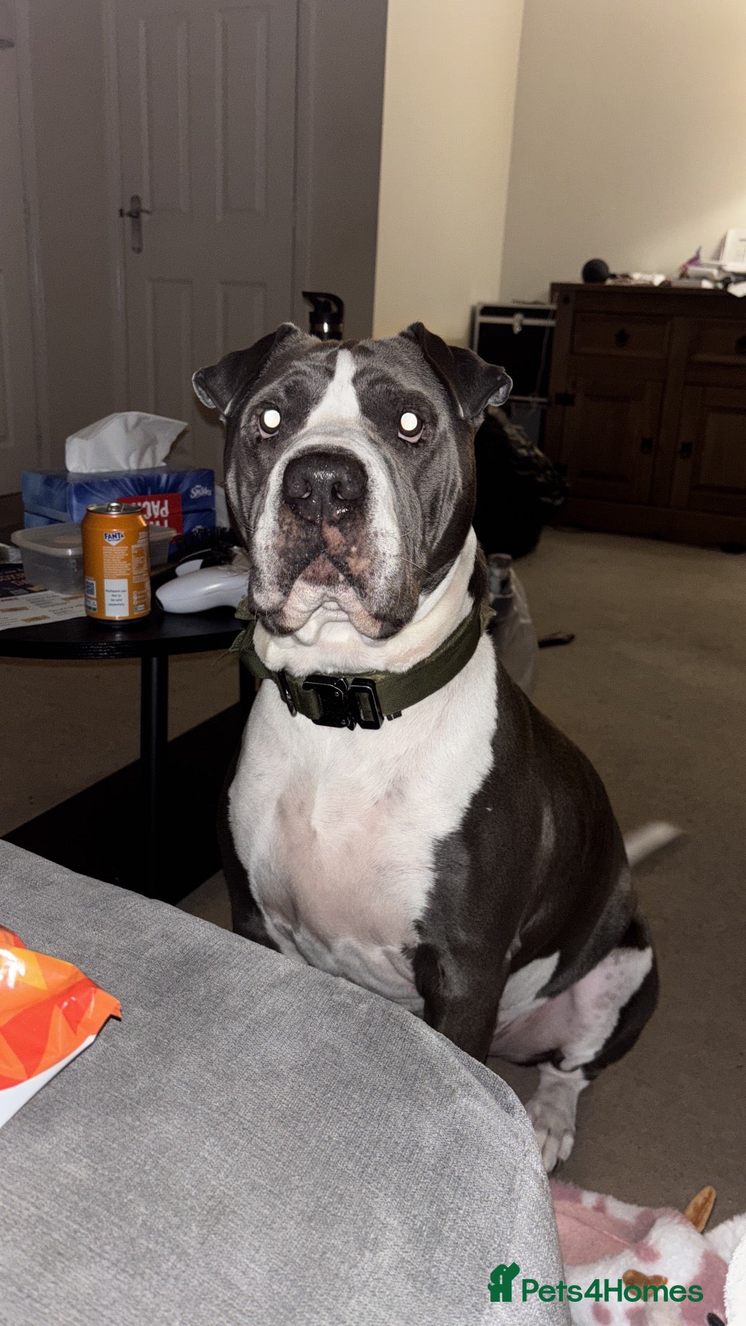 Mixed Breed dogs Male dog looking for forever home  - Advert 3
