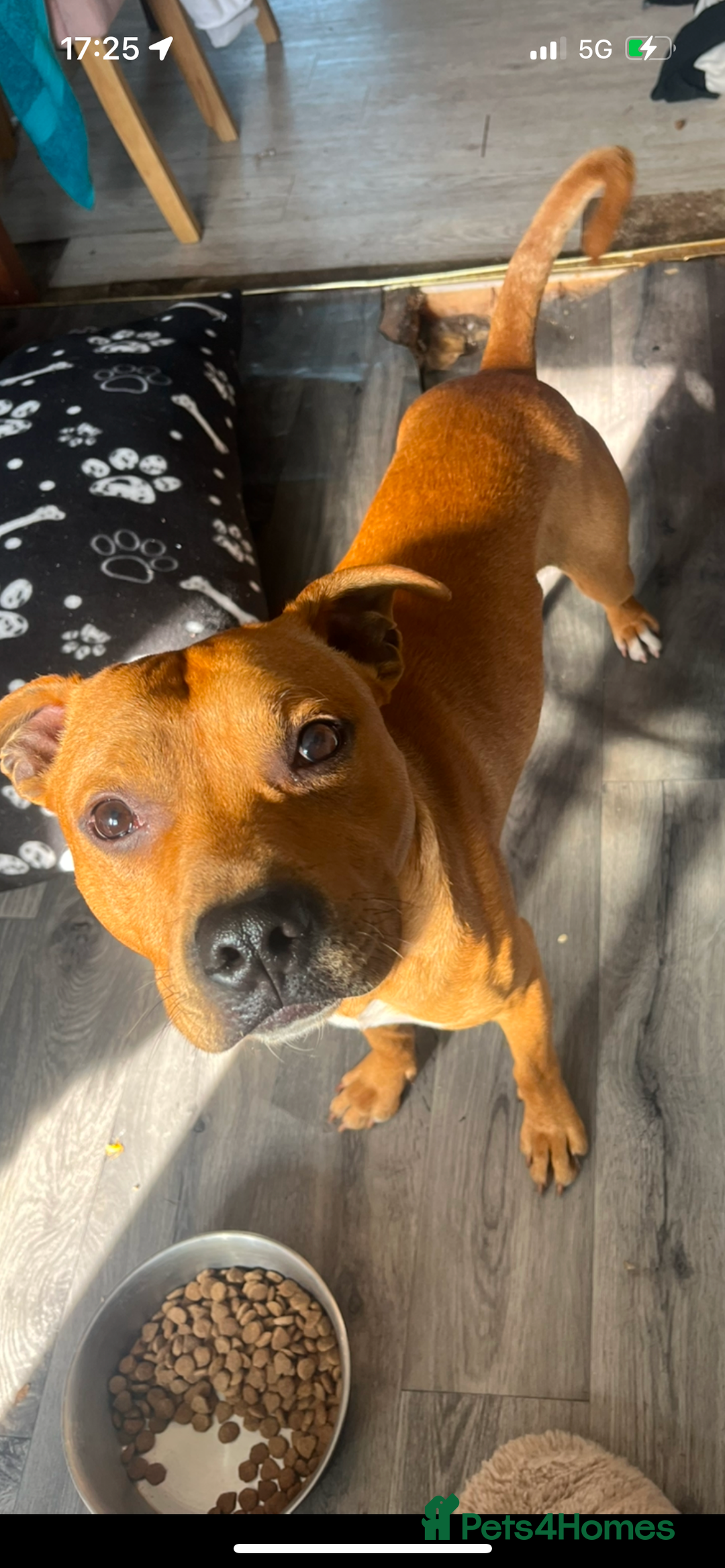 Mixed Breed dogs for sale: Staffy mixed breed - Image 6