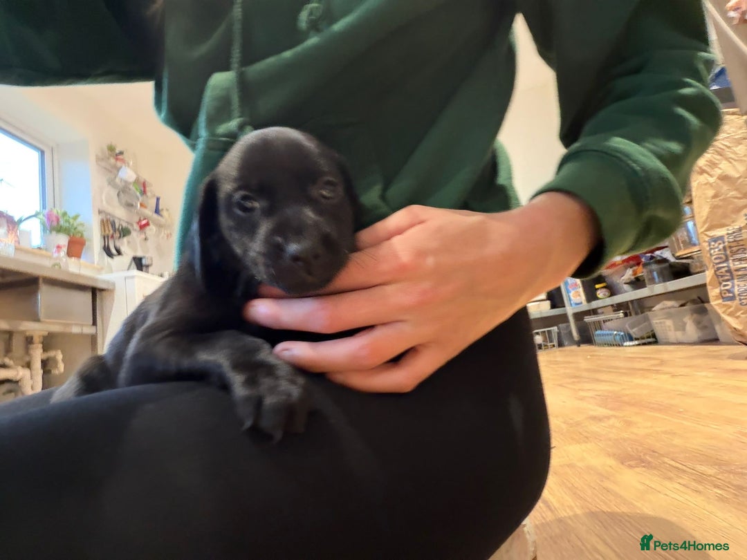Mixed Breed dogs for sale: Patterdale terrier x cocker spaniel puppy’s  - Advert 3