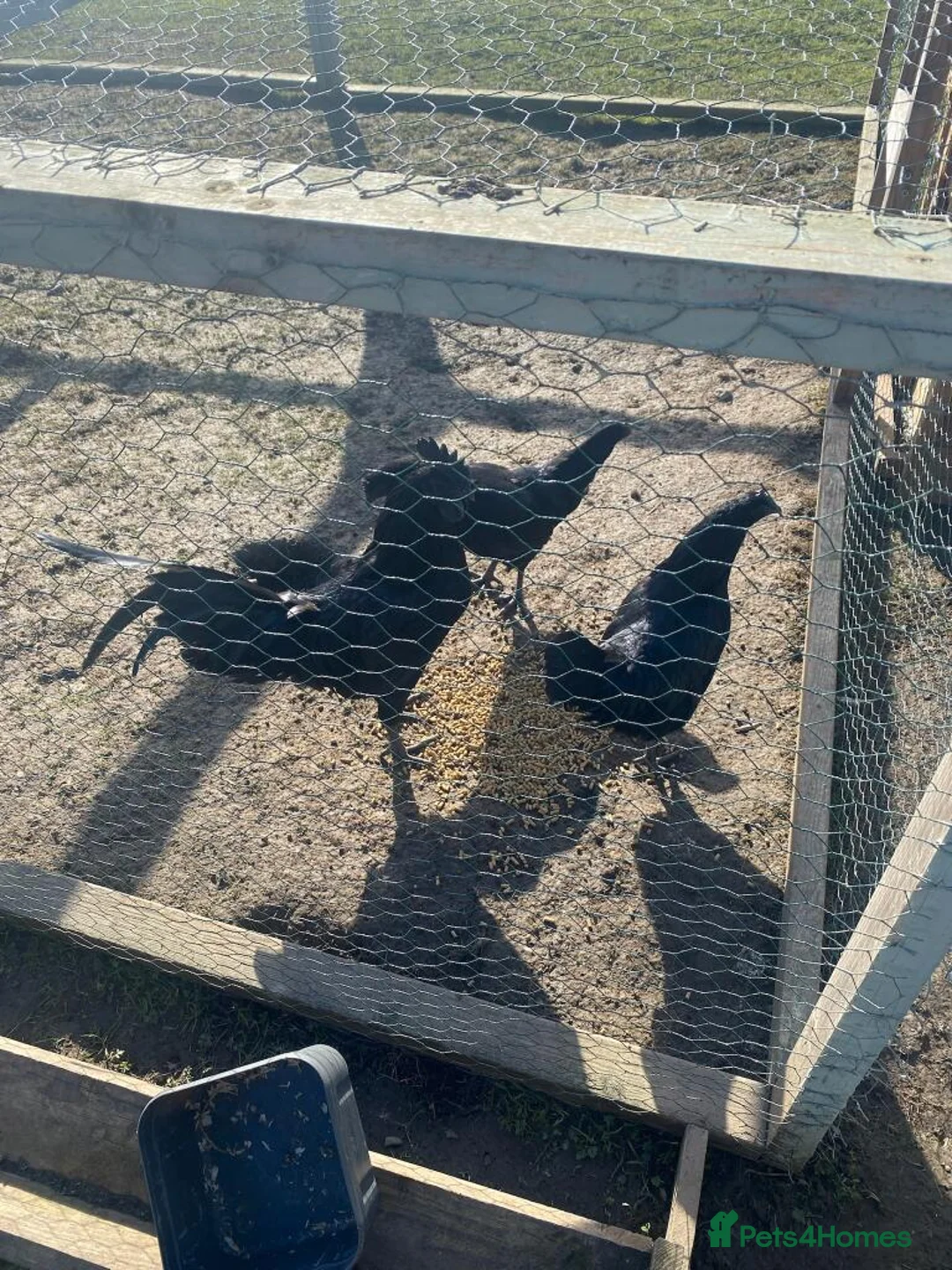 Hens poultry for sale: 2X sets of 1 male 3 female ayem chamami chicks in Pontefract - Advert 1