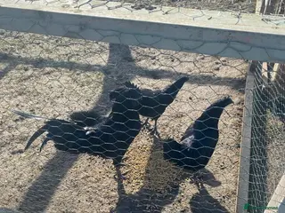 Hens poultry 2X sets of 1 male 3 female ayem chamami chicks in Pontefract - Advert 11