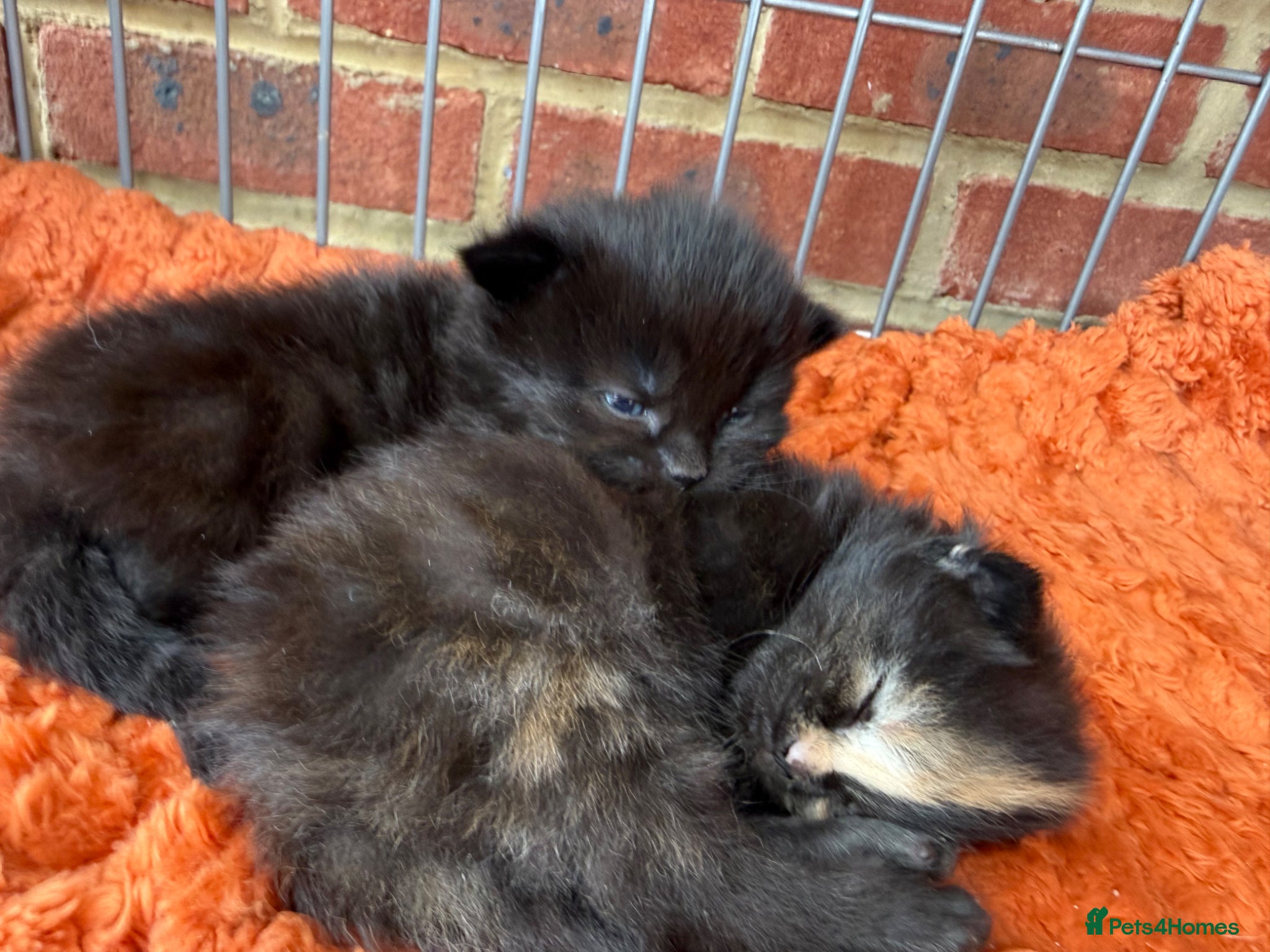 Norwegian Forest Cat cats Two little beauties super friendly & loving  - Advert 7